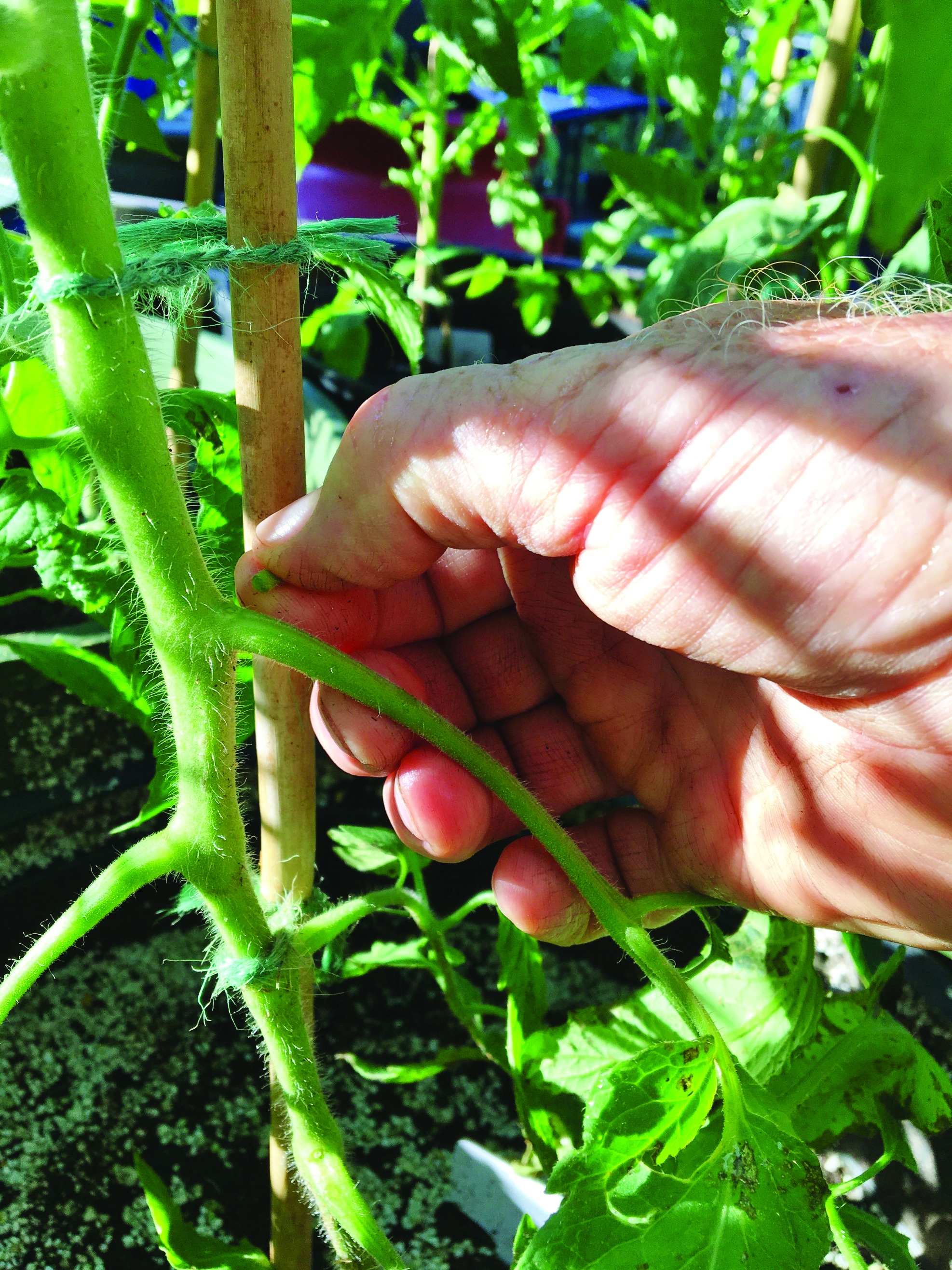 Tomato sucker 1jpg
